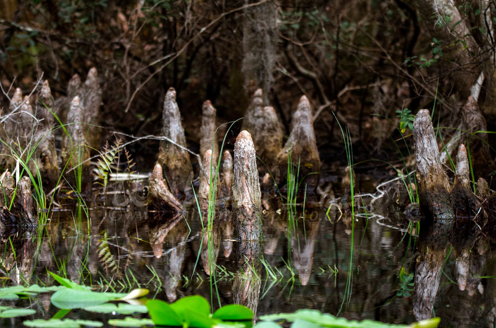 William Bartram Cypress Knees Picture