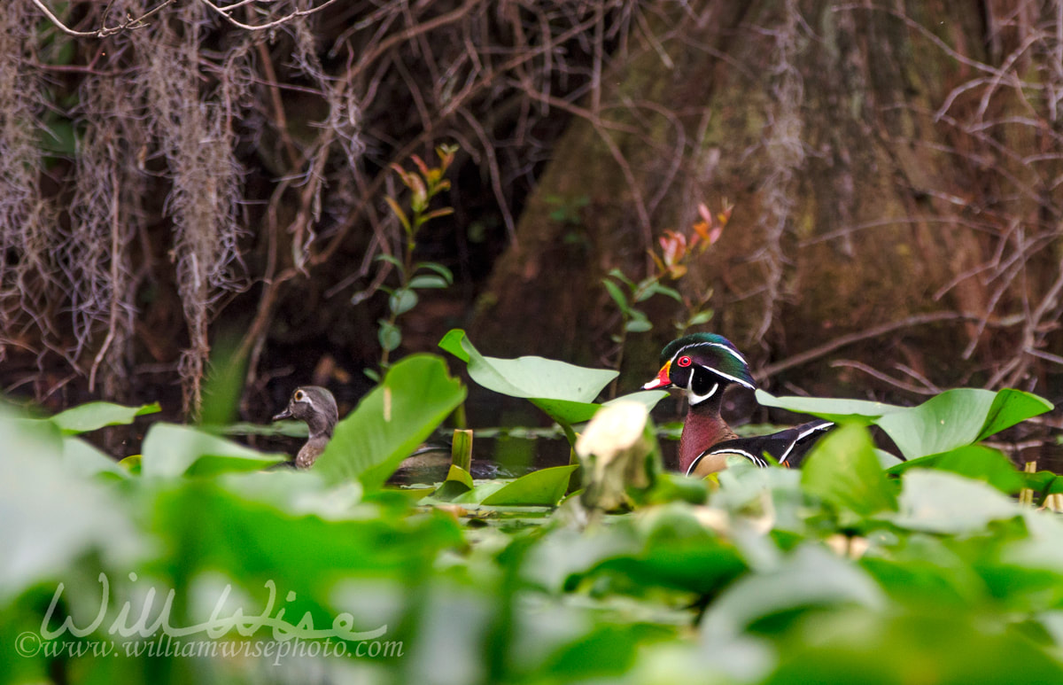 Wood Duck Okefenokee Picture