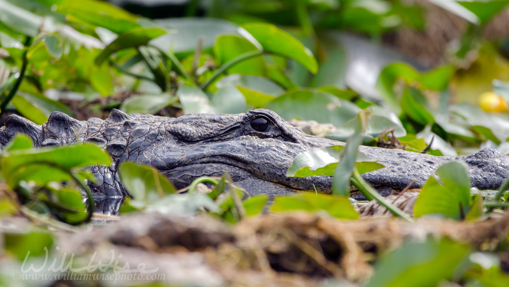 Alligator Okefenokee Swamp Picture