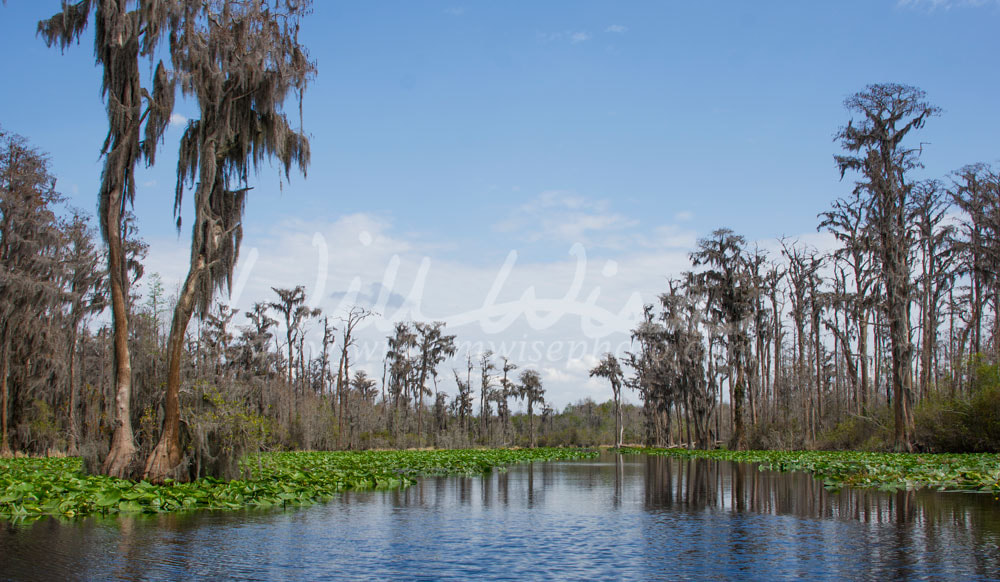 Minnie's Lake Okefenokee Swamp Georgia Picture