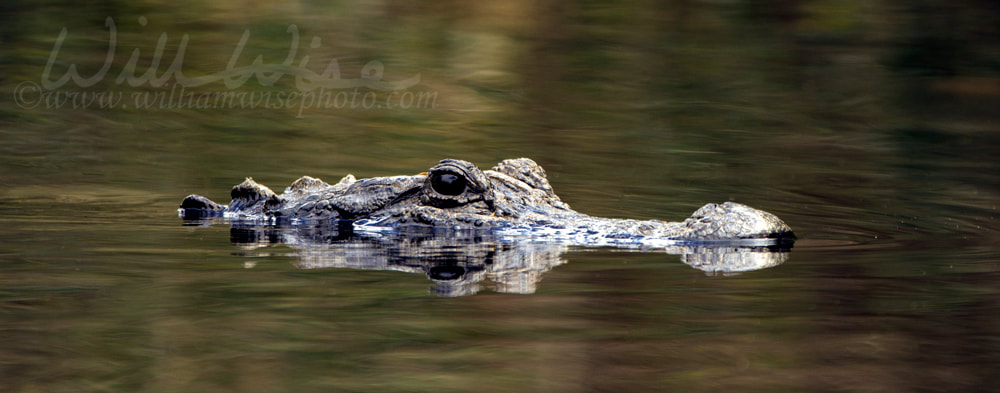 American Alligator, Okefenokee Swamp National Wildlife Refuge Picture