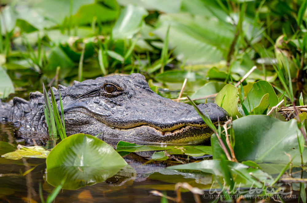 Okefenokee Alligator Picture