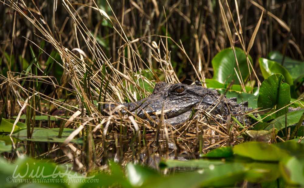 Okefenokee Alligator Picture