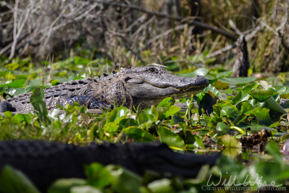 American Alligator basking on log, Okefenokee Swamp National Wildlife Refuge Picture