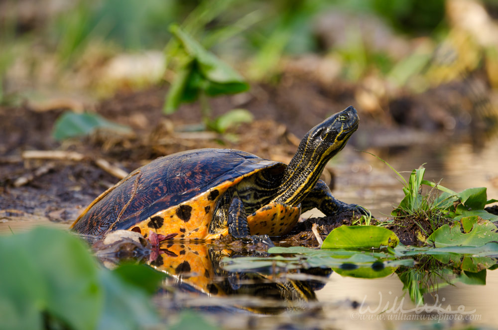 Swamp Pond Slider River Turtle, Okefenokee Swamp National Wildlife Refuge Picture