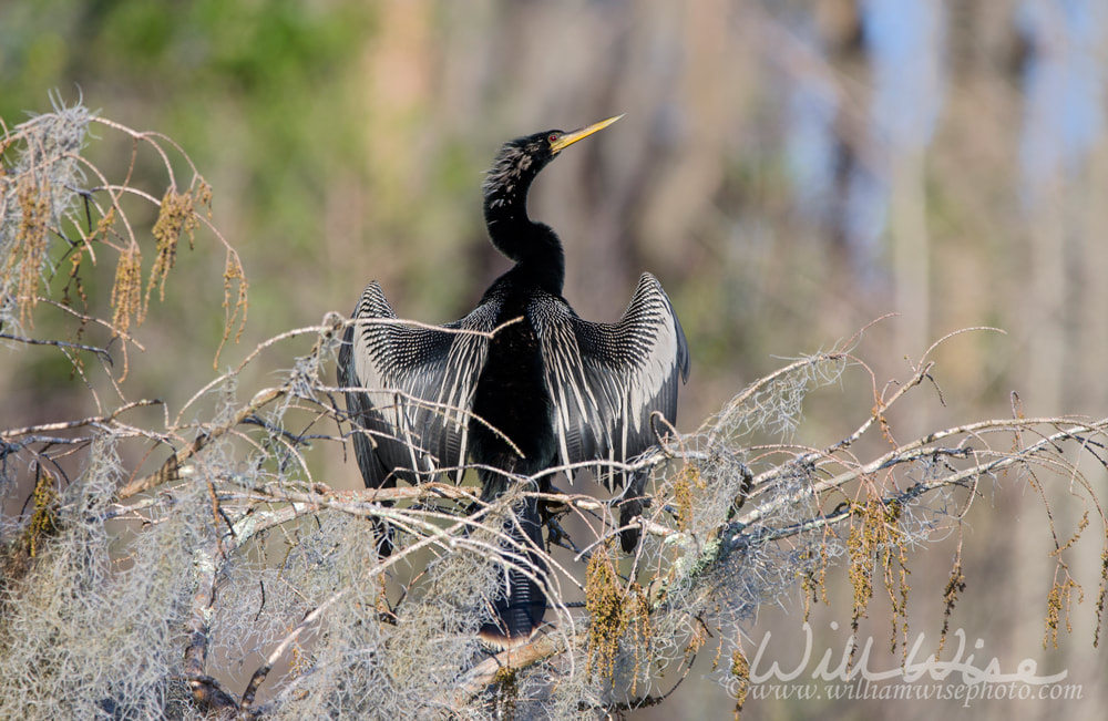 Anhinga Okefenokee Birding Picture