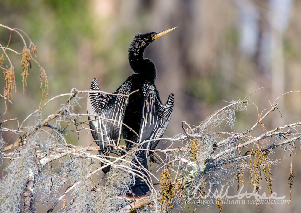 Anhinga Darter male breeding plumage, Okefenokee Swamp National Wildlife Refuge Picture