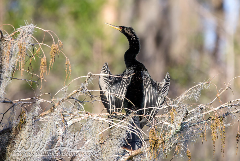 Anhinga Darter male breeding plumage, Okefenokee Swamp National Wildlife Refuge Picture