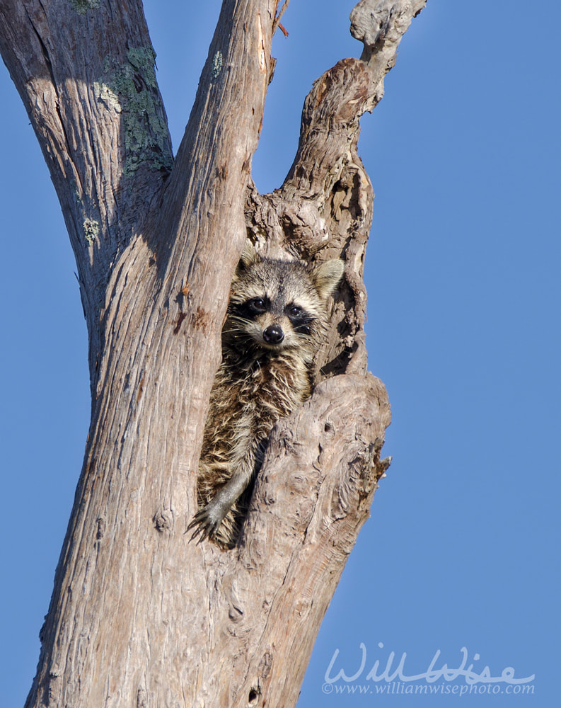 Raccoon in tree nest cavity Picture
