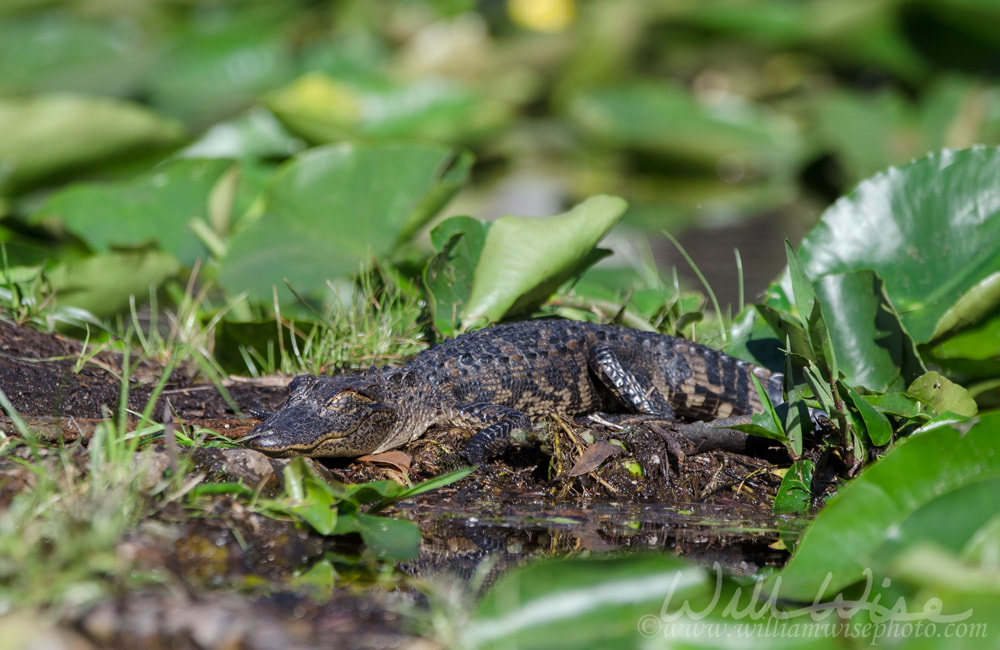 Baby Alligator Picture