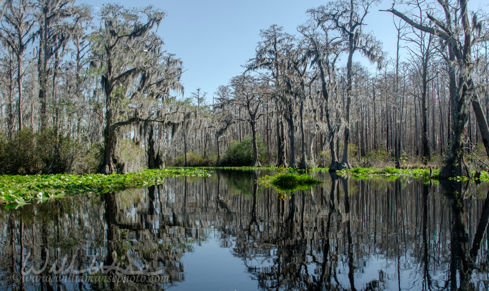 Minnies Lake Canoe Kayak Trail, Okefenokee Swamp National Wildlife Refuge Picture