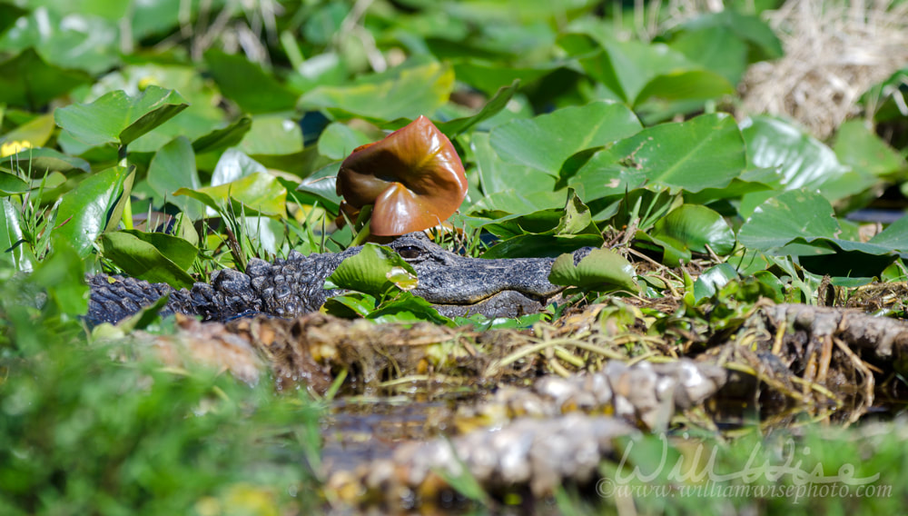 Okefenokee Lily Pads Picture