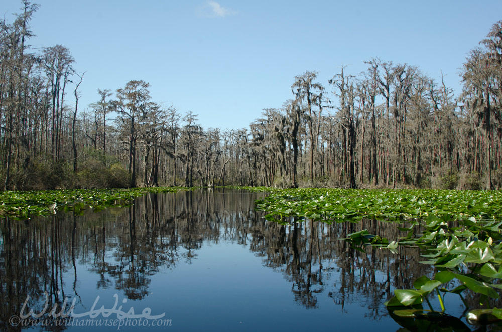 Okefenokee Minnies Lake Picture