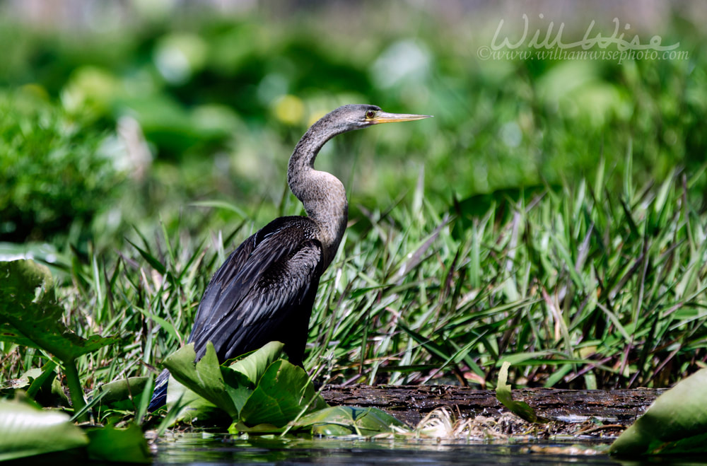 Anhinga Darter, Okefenokee Swamp National Wildlife Refuge Picture