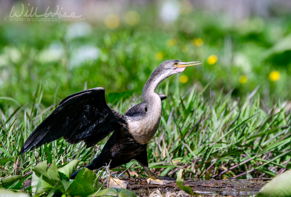 Anhinga Darter, Okefenokee Swamp National Wildlife Refuge Picture