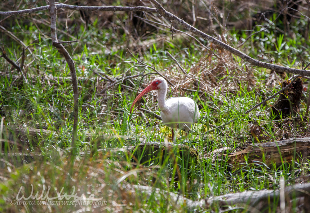 Okefenokee White Ibis Picture