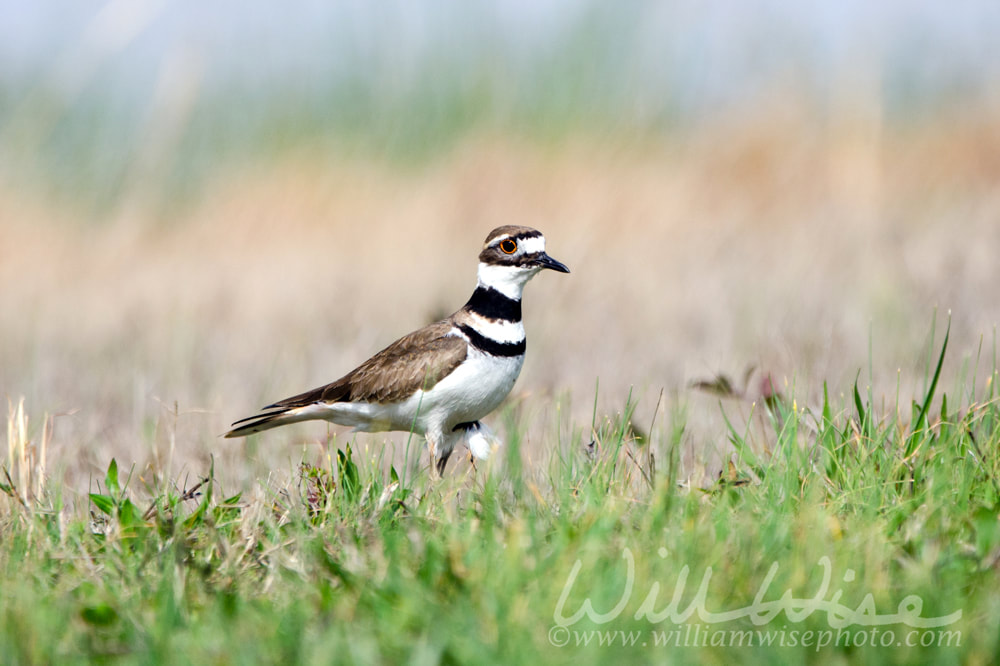 Killdeer Plover Bird Picture