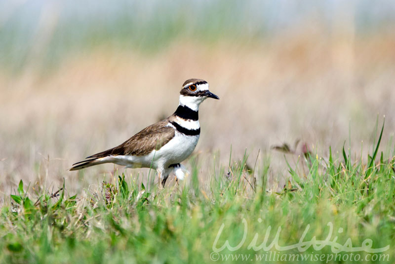 Killdeer Plover shorebird Picture