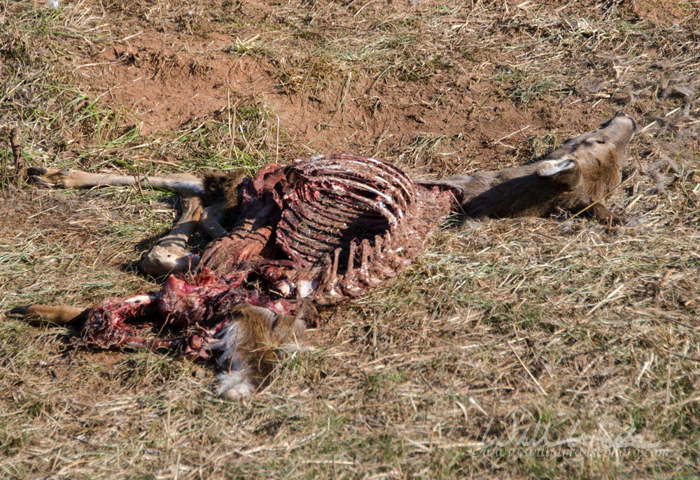 Dead deer skeleton picked clean by vultures Picture