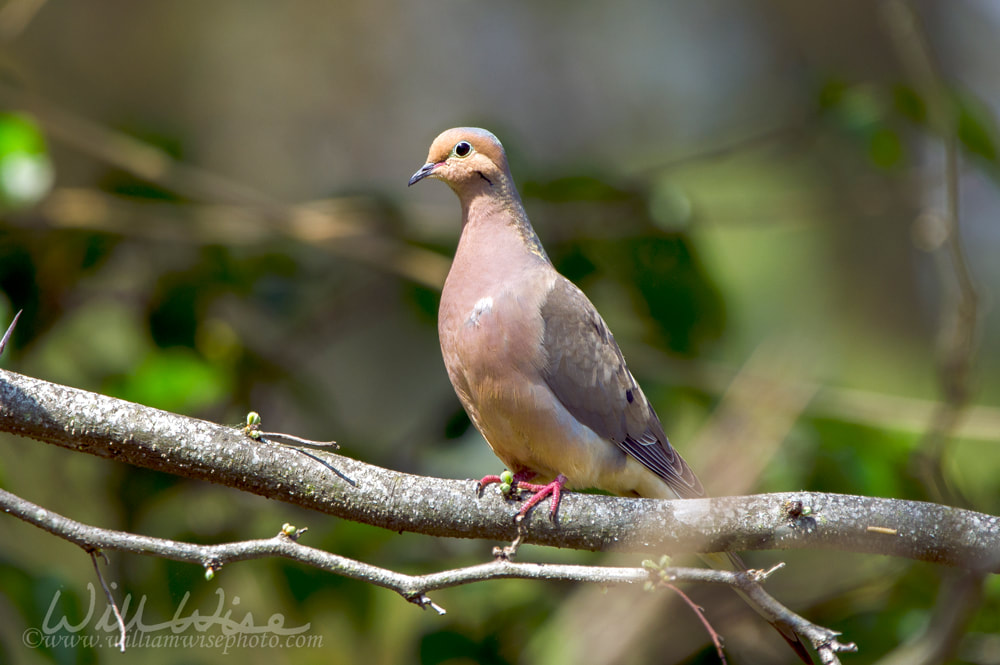 Mourning Dove bird, Walton County Monroe Georgia Picture