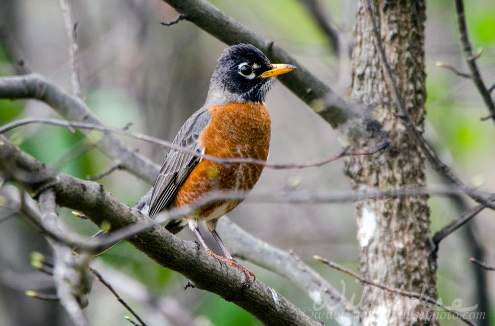 American Robin bird, Athens, Georgia Picture