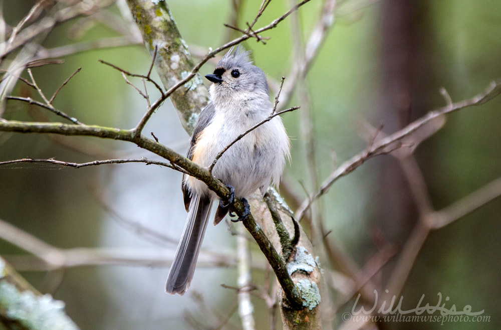 Tufted Titmouse bird picture