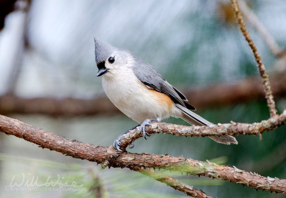 Tufted Titmouse bird Picture