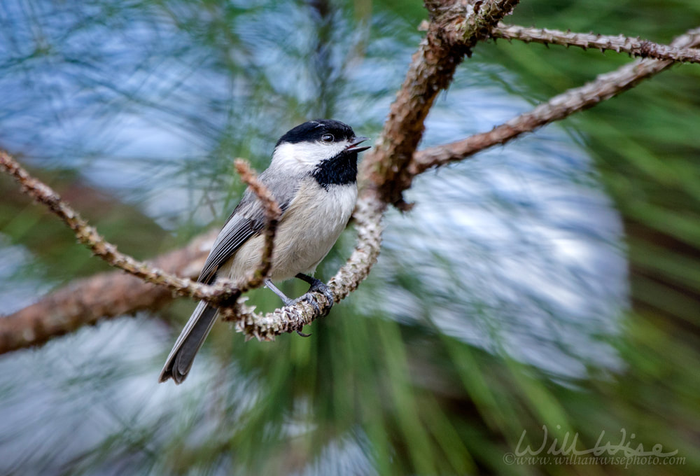 Carolina Chickadee bird, Athens, Georgia Picture