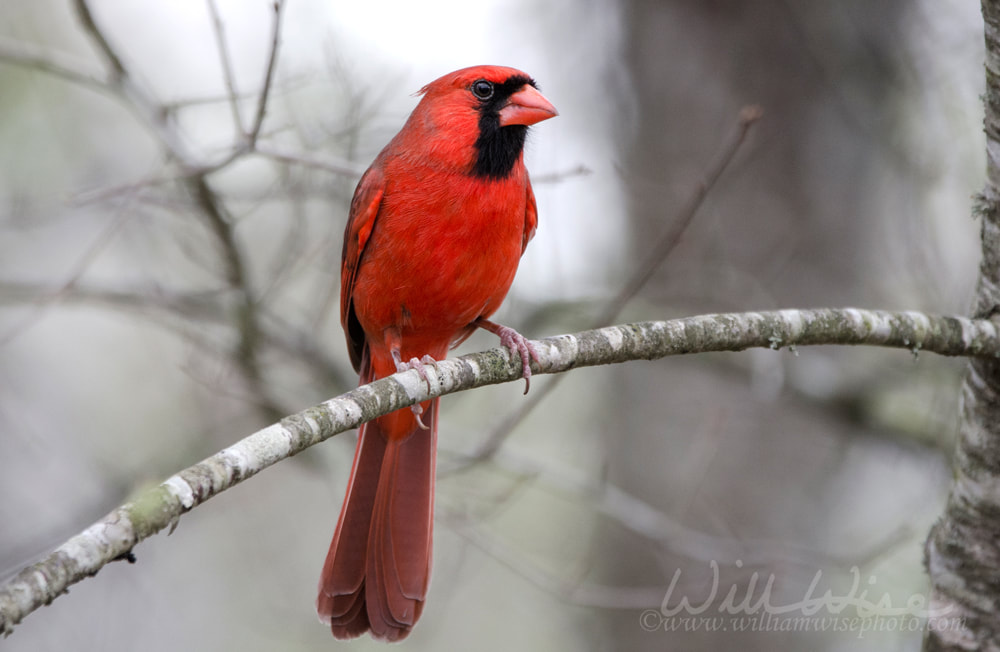Red Cardinal bird Picture
