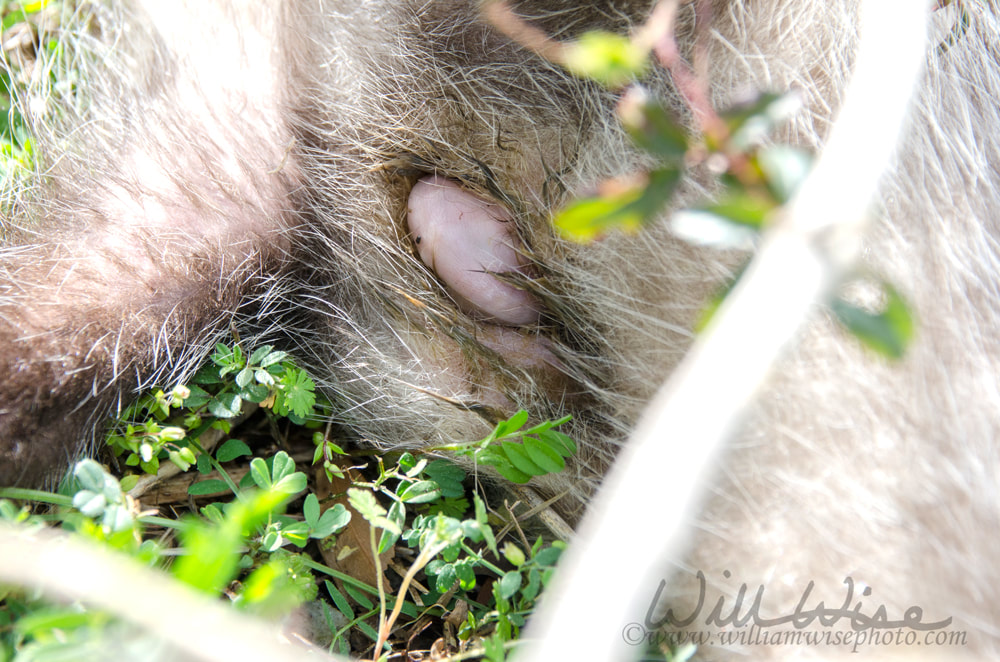 Baby Opossum in Pouch Picture