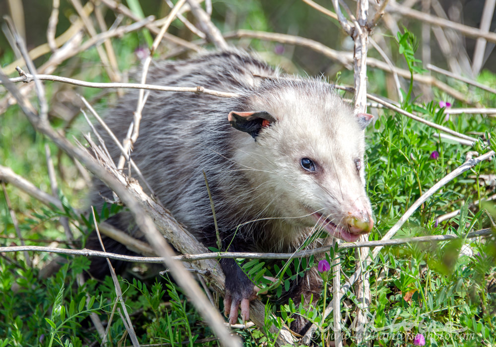 Sick Virginia Oppossum Picture