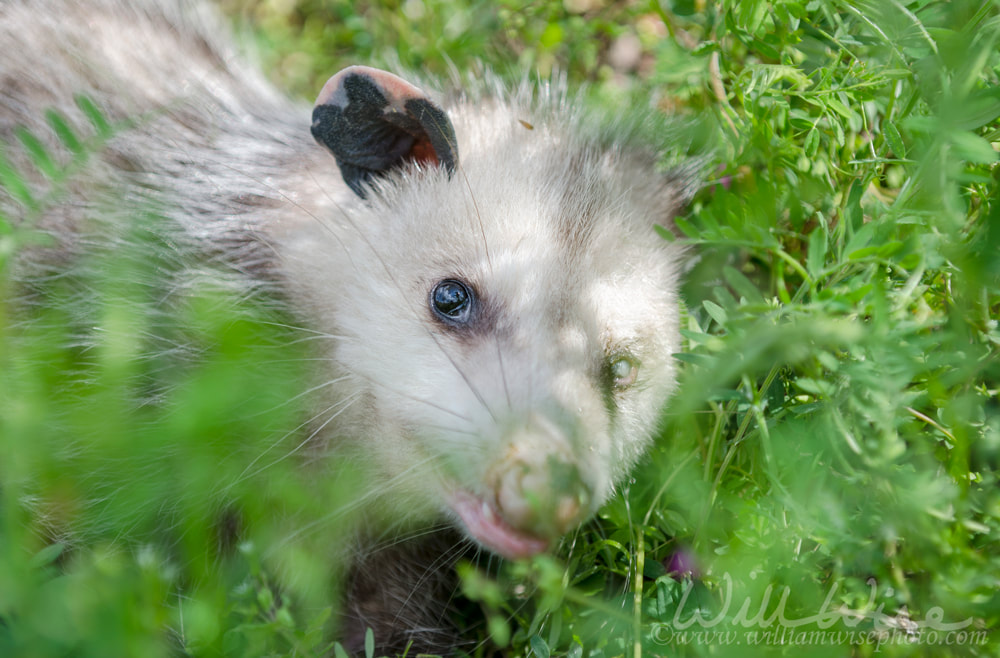 Sick Virginia Oppossum Picture