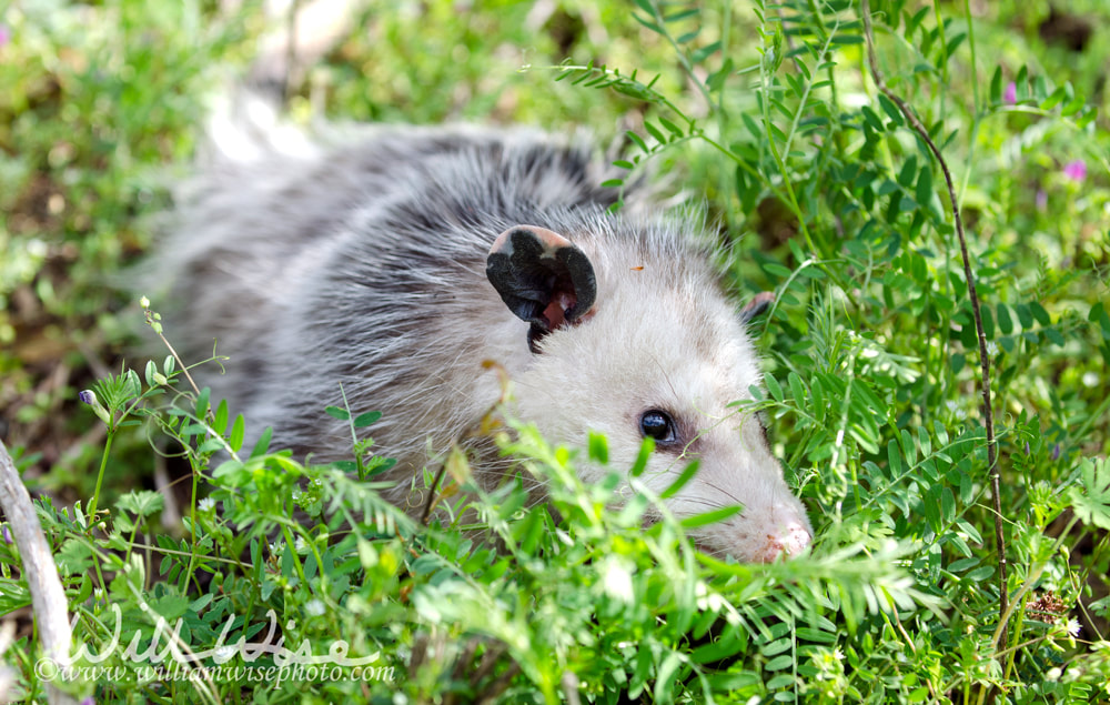 Sick Virginia Oppossum Picture