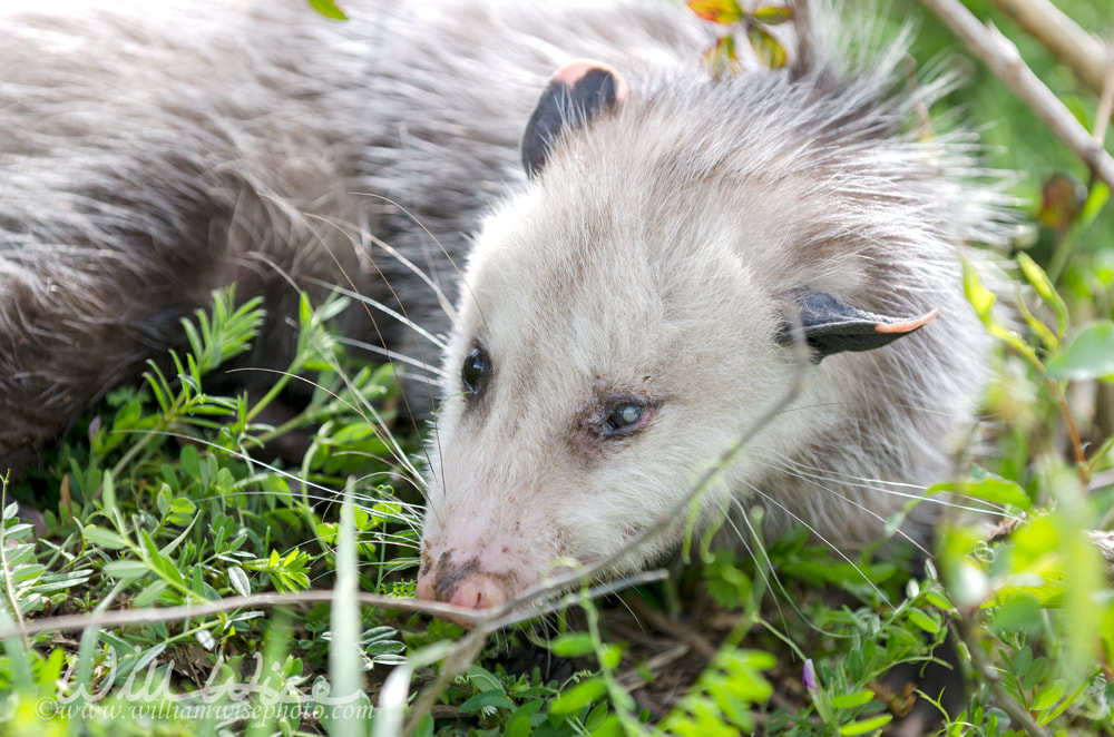 Sick Virginia Oppossum Picture