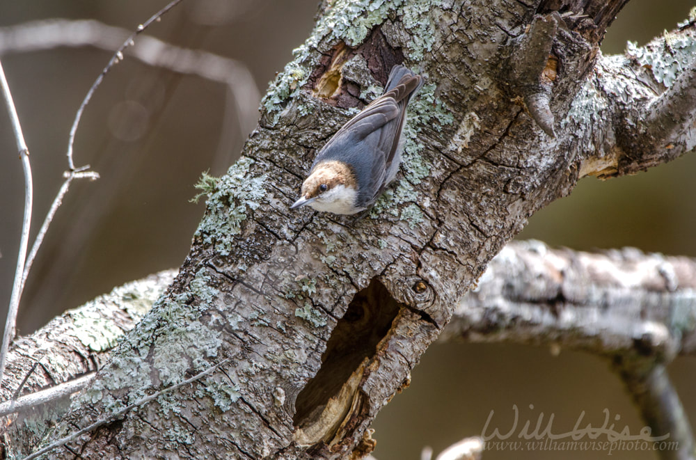 Brown Headed Nuthatch songbird Picture