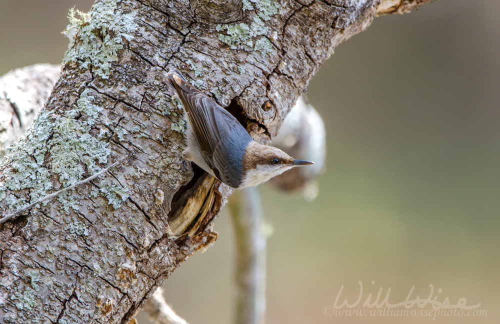 Brown Headed Nuthatch songbird Picture
