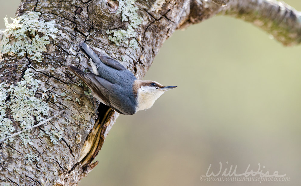 Brown Headed Nuthatch songbird Picture