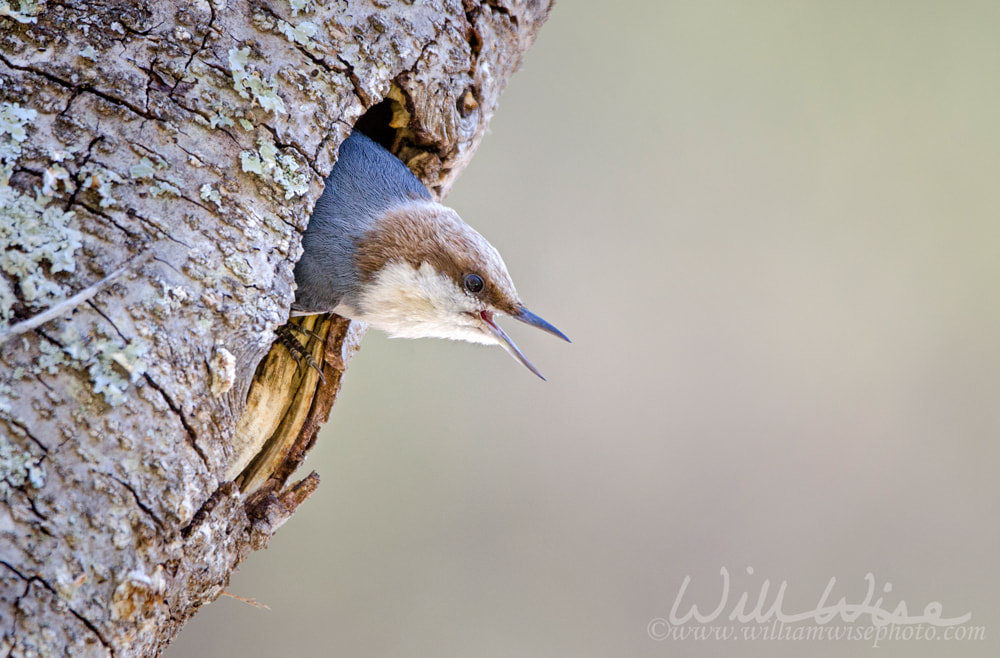 Brown-headed Nuthatch bird, Monroe, Georgia, USA Picture