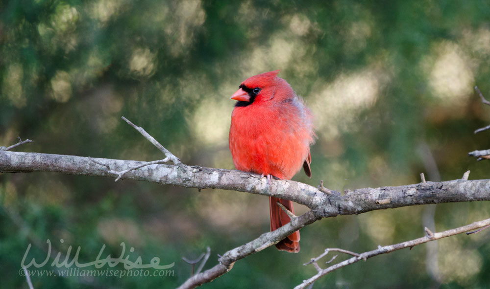 Northern Cardinal bird, Monroe, Georgia, USA Picture