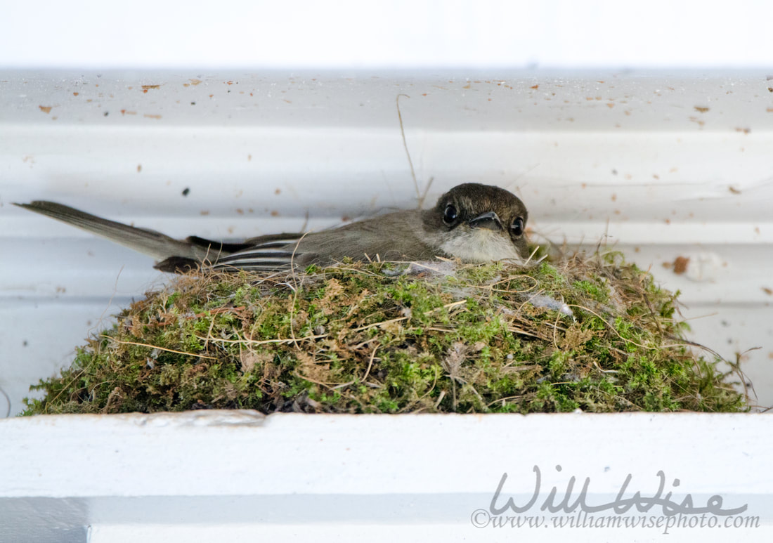 Phoebe nest birding Picture