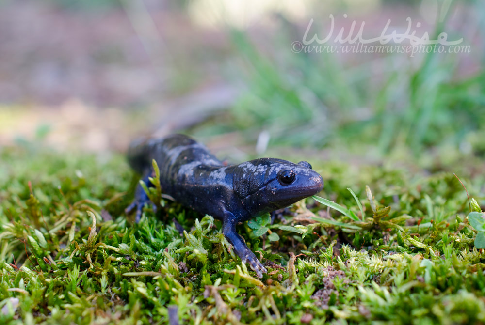 Marbled Salamander amphibian Picture