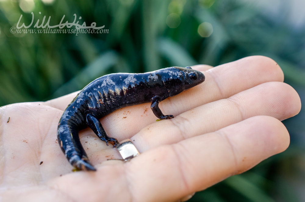 Marbled Salamander Picture