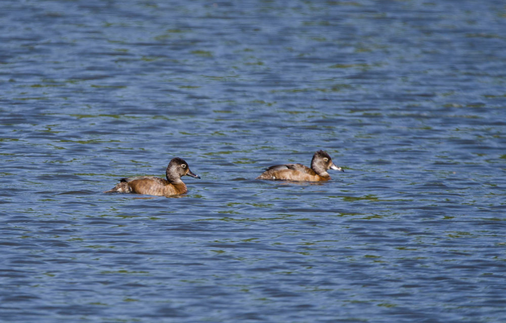 Ring-necked Duck Picture