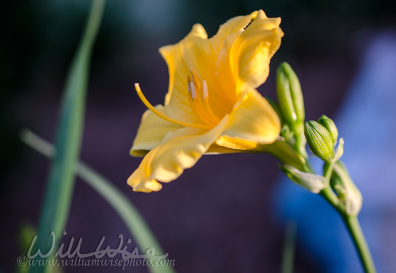 Yellow Day Lily flower bloom Picture