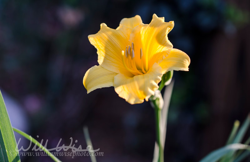 Yellow Day Lily flower bloom Picture