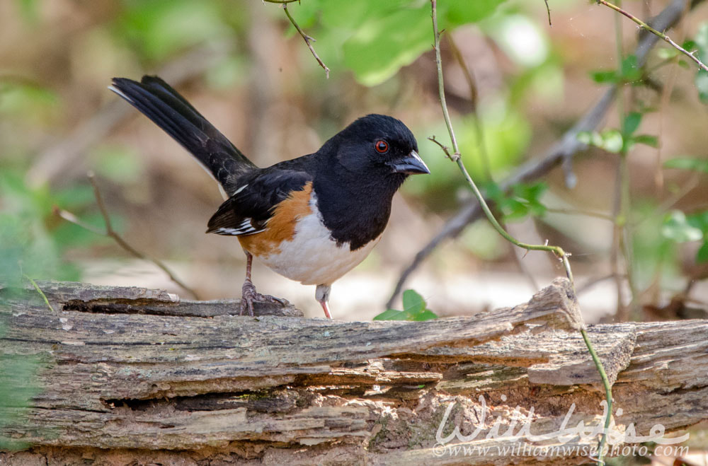 Eastern Towhee Birding Georgia Picture