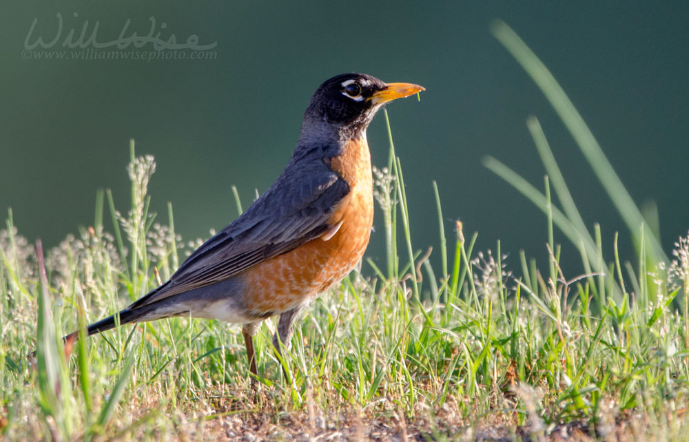 American Robin bird, Monroe, Georgia Picture