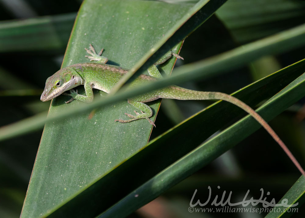 Green Carolina Anole lizard, Athens, Georgia USA Picture