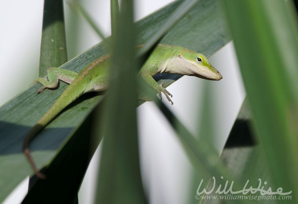 Green Carolina Anole lizard, Athens, Georgia USA Picture