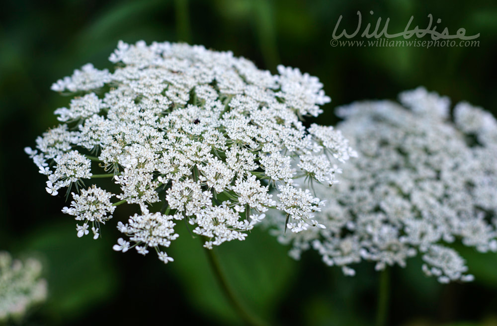 Queen Anne`s Lace Flower Picture